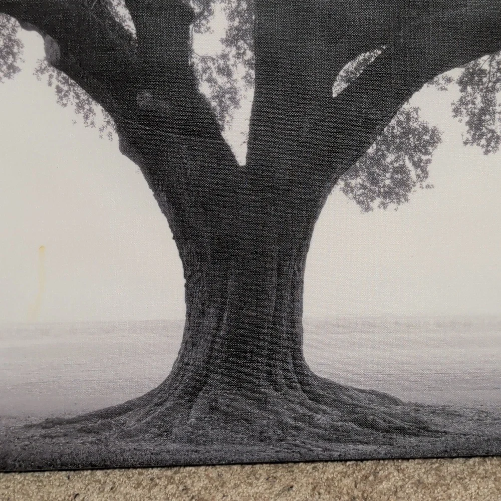 Tree of Life Black & White Photo 23.5 By 23.5 Stretched Canvas Art - Picture 7 of 10